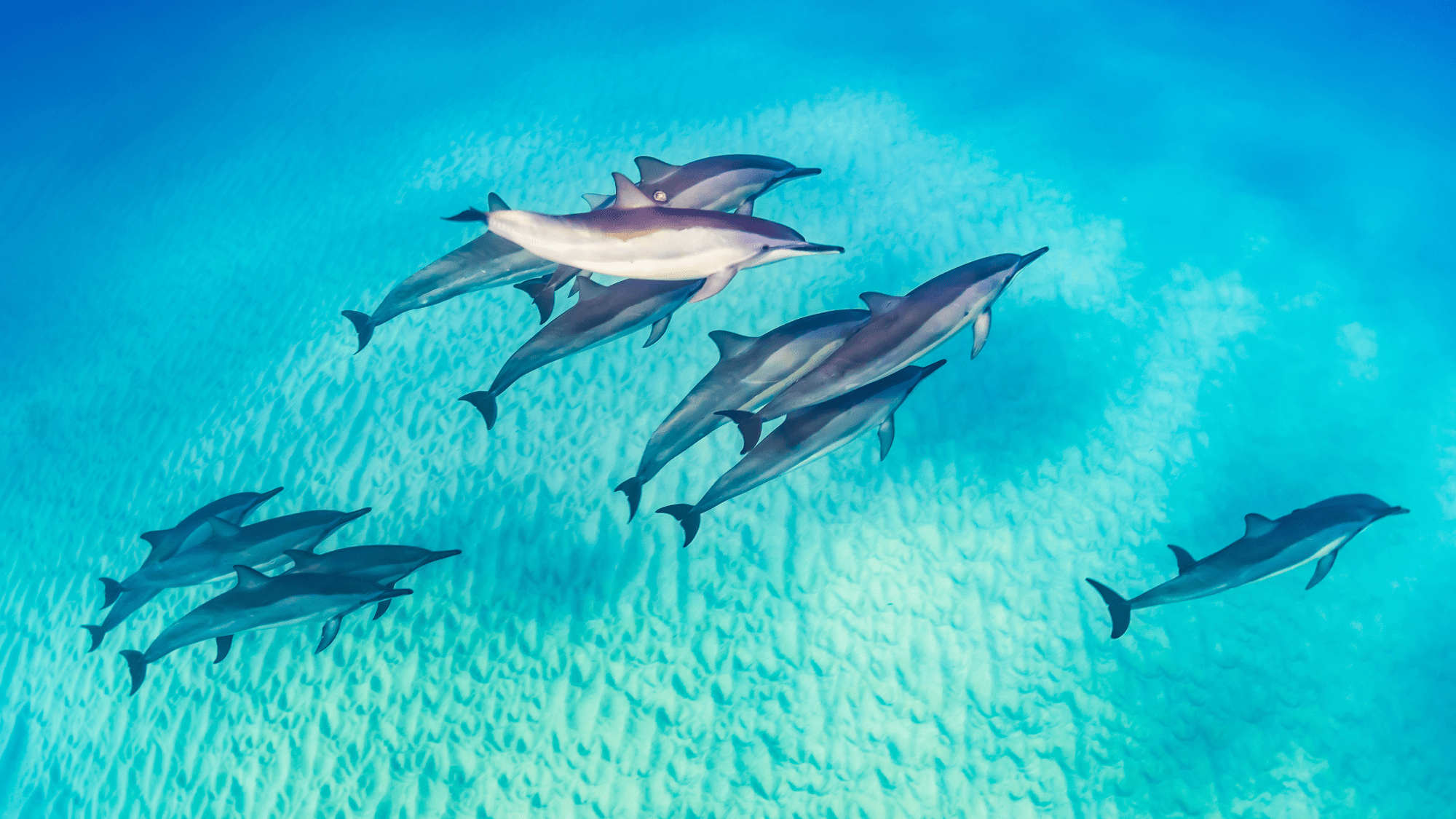 A pack of dolphins.