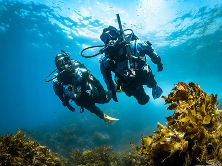 Two divers swimming through.